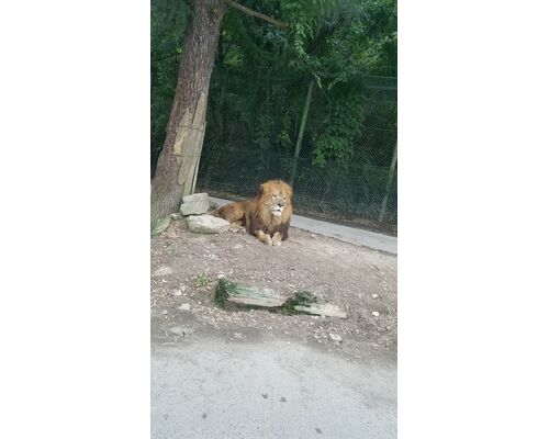 動物