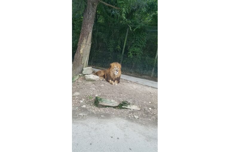 動物